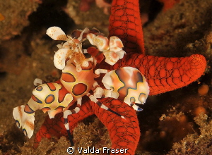 The harlequin shrimp battled to dislodge the starfish.  T... by Valda Fraser 